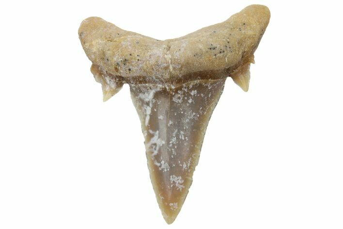 Mackerel Shark (Cretolamna) Tooth - Dakhla, Morocco #225292